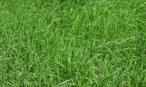 美丽的 植物 草坪 郁郁葱葱 娱乐 草皮 颜色 土地 花园