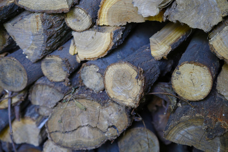 墙纸 森林 木材 树皮 纹理 木柴 植物 树干 古老的 材料