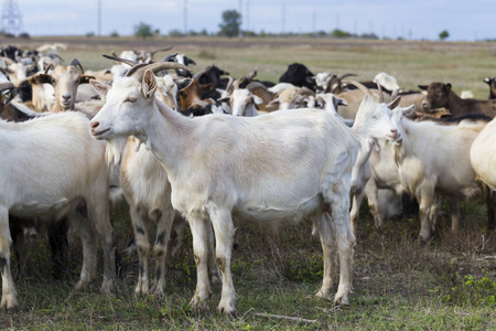 小山 羊毛 农场 兽群 哺乳动物 动物 乳房 牛奶 草地