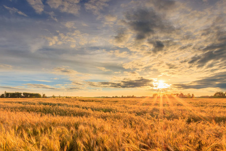 夕阳西下的田野上，还有年轻的黑麦。