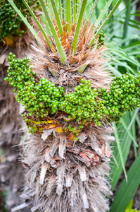 植物区系 日落 紫色 颜色 领域 花园 特写镜头 植物 墙纸