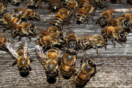 一群蜜蜂图片