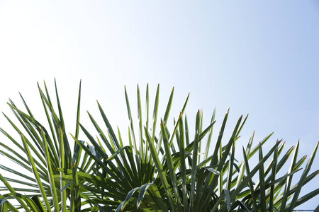 自然 棕榈 太阳 植物 海报 树叶 分支 夏天 椰子 纹理