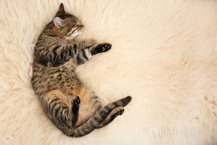 俯视图可爱的斑纹猫躺在人造毛皮 空间为文字 可爱的宠物照片 正版商用图片25d9wc 摄图新视界