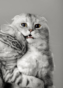 两只灰猫苏格兰褶皱图片
