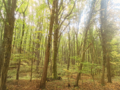 Autumn Forest Nature. Colorful Forest Sun Rays Through Branches 