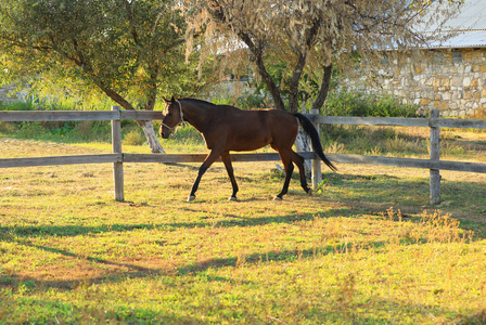 阳光明媚的日子里，栗色的马在户外。漂亮的宠物