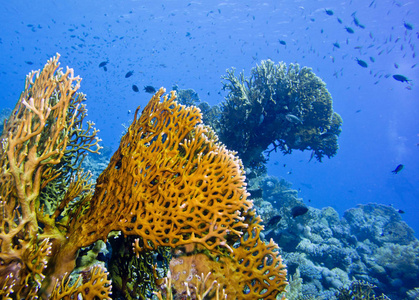珊瑚 美女 潜水