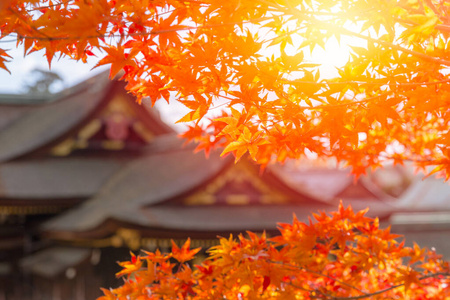 植物 形象 墙纸 十一月 十月 佛教徒 日本人 树叶 旅行