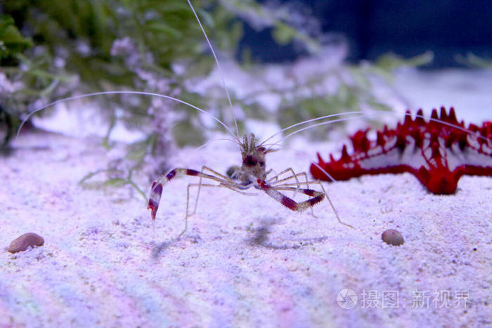 海底的带状珊瑚或干净的虾