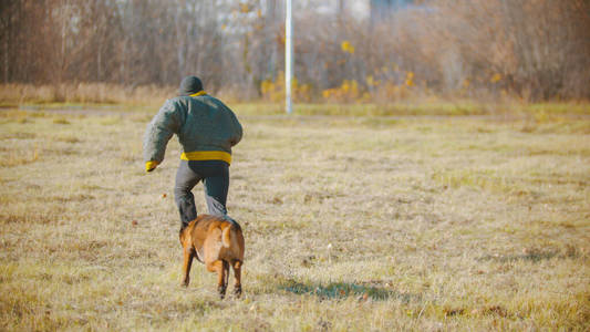 一个男人在训练他的德国牧羊犬——一只追着他的狗照片