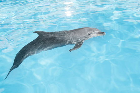 自然 哺乳动物 动物 水族馆 水下 海洋 海豚 宽吻 海豚馆