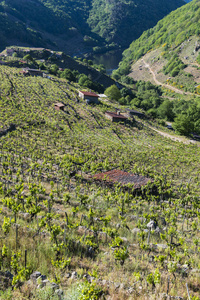 乡村 风景 葡萄酒 西班牙 奥伦斯 加利西亚 旅游业 旅行