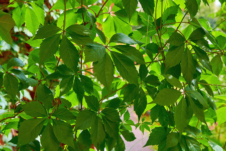 生长 树叶 美女 植物 森林 纹理 生态学 分支 春天 植物区系