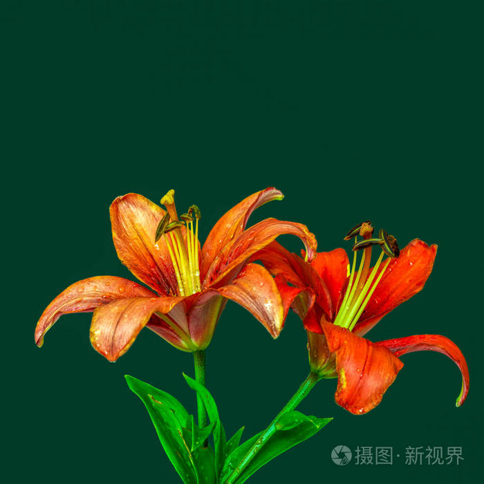 一对生机勃勃的红色百合花雨滴宏观绿色的背面