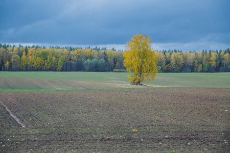 City Valmiera, Latvia Republic. Meadow in autumn, trees. Travel 