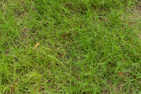 土地 纹理 绿色植物 草坪 娱乐 地面 高尔夫球运动 颜色