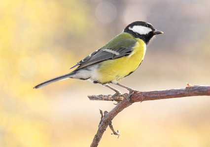 Great tit on branch on blurred background 