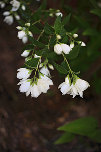 夏天 开花 芳香 植物区系 植物学 香水 春天 芳香疗法