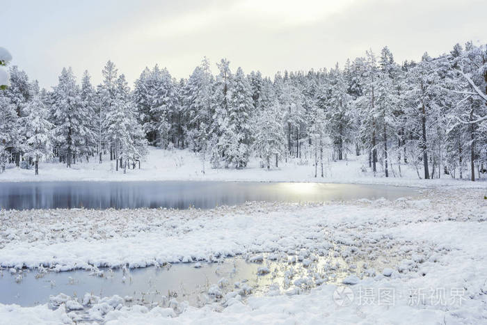 Frozen swamp 