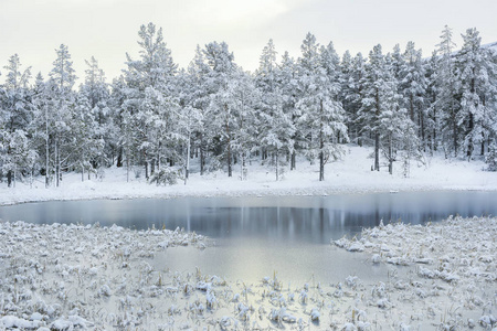 Frozen swamp 