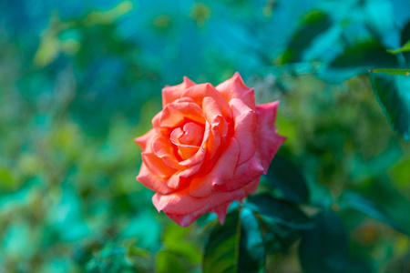 花园 夏天 美女 情人 颜色 花的 特写镜头 浪漫 玫瑰