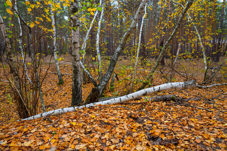 秋天 坠落 环境 美丽的 全景 季节 伍兹 木材 森林 场景