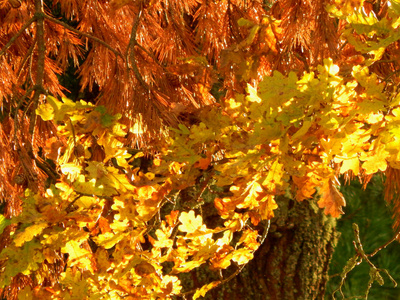 公园 美丽的 秋天 枫树 树叶 颜色 森林 环境 风景 情绪