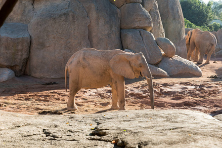 大象 野生动物 哺乳动物 树干 动物 宝贝 动物园 游猎