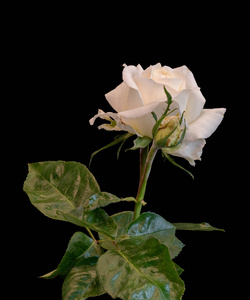 白玫瑰花，芽，叶大，黑色背景