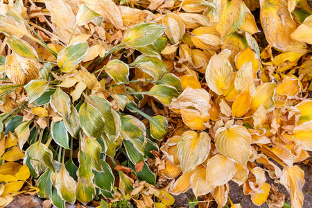 一种植物的黄色和绿色叶子的秋天背景