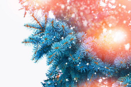  Frozen winter forest with snow covered trees.