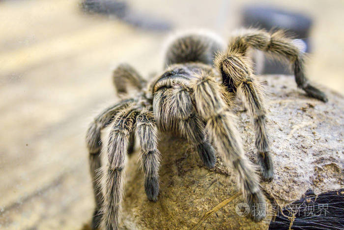 一个巨大的蜘蛛歌利亚食鸟狼蛛世界上最大的狼蛛特写镜头