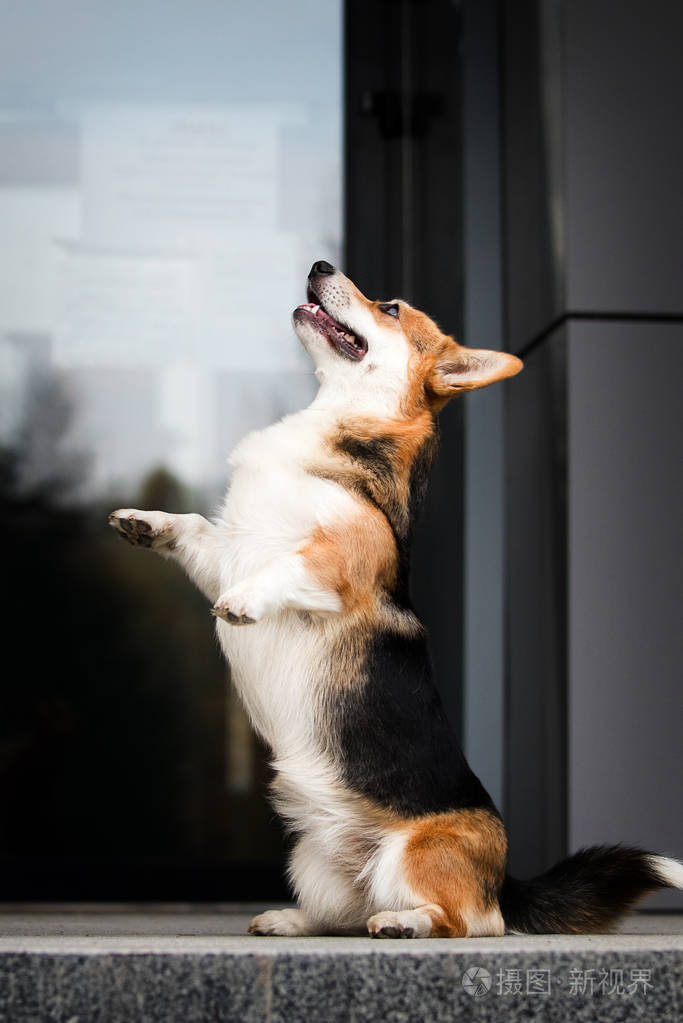 威尔士科吉狗用后腿站起来问
