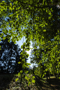 分支 环境 复制空间 自然 桦木 木材 外部 天空 日光