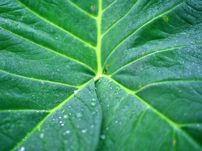 环境 保护 生活 夏天 花园 露水 雨滴 纯洁 美女 颜色