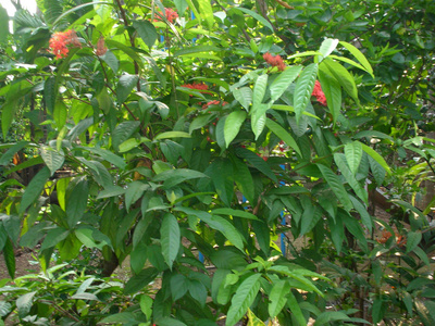 成长 水果 农场 自然 夏天 植物 园艺 收获 植物区系