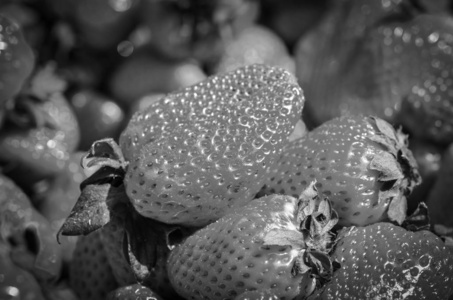 抗氧化剂 水果 蓝莓 甜瓜 特写镜头 浆果 维生素 夏天