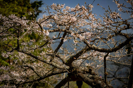 风景 亚洲 花园 季节 森林 开花 天空 美丽的 樱桃 公园