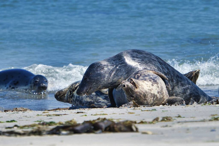 赫利戈兰岛沙丘海滩上的灰海豹