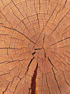 有年轮的树木的圆形切片的特写镜头。表面有纹理裂纹的锯松树干。建筑材料。木材采伐。结构化的树干。天然有机质地。木材切割