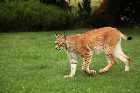 生活 哺乳动物 动物 危险 危险的 荒野 猞猁 欧洲 捕食者