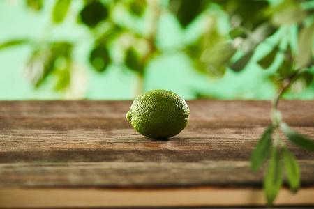 营养物 石灰 营养 自然 柑橘 树叶 木材 饮食 水果 植物区系