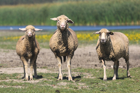三只羊在花草盛夏的牧场上图片
