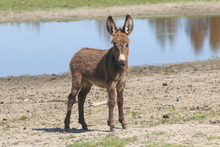 可爱小毛驴图片