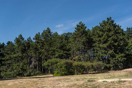 植物区系 地面 植物学 公园 环境 自然 风景 日光 云杉