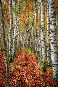 美丽的 场景 森林 秋天 颜色 季节 风景 公园 落下 自然