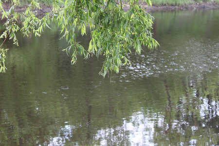 summer landscape of tree branches against the background of the 