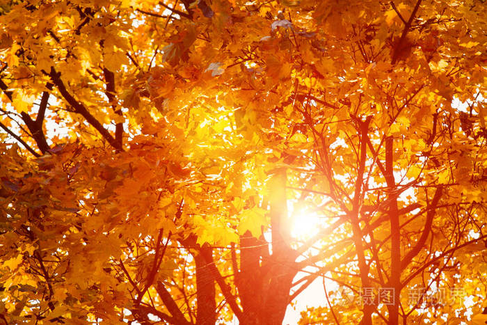 秋天的树叶明亮的橙色阳光透过它穿透美丽的景色和温暖的色彩树木和