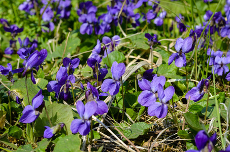 公园里春天花园紫罗兰的特写镜头。
